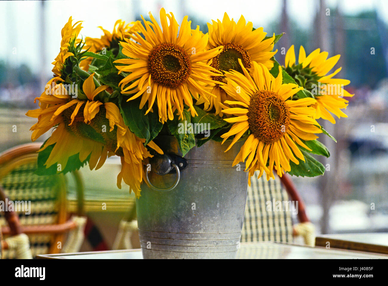 Eine Schnittblume Anzeige der bunte Sonnenblumen in einem französischen café Stockfoto