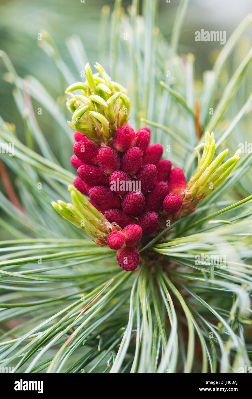 Pinus Pumila Draijers Zwerg. Draijers Zwerg japanische Zirbenholz Blüte im April. UK Stockfoto