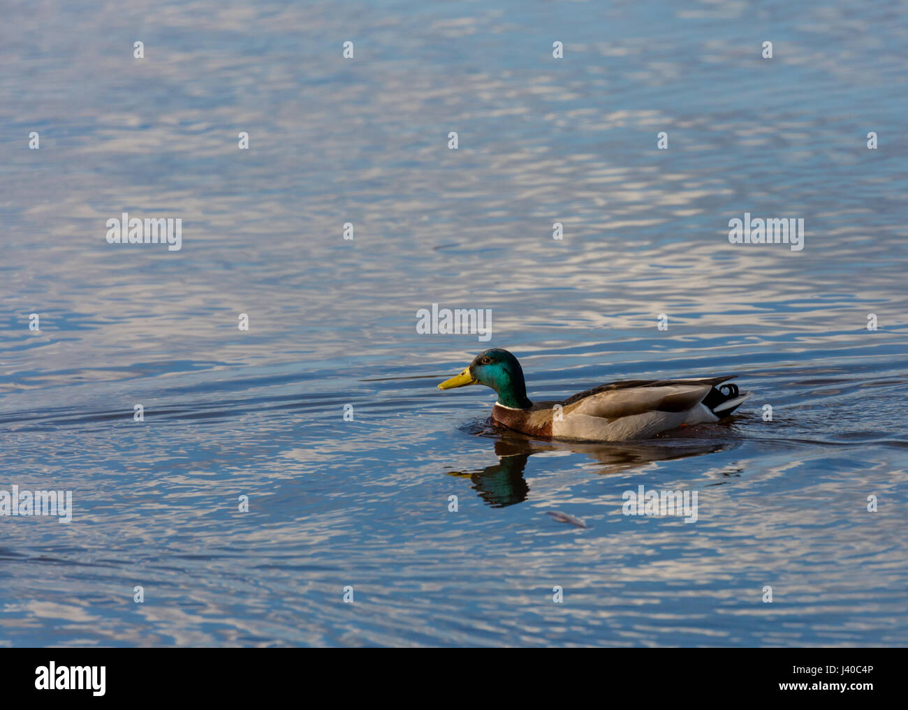 Männliche Stockente (Anas Platyrbynchos) schwimmen in einem See im Frühling Stockfoto