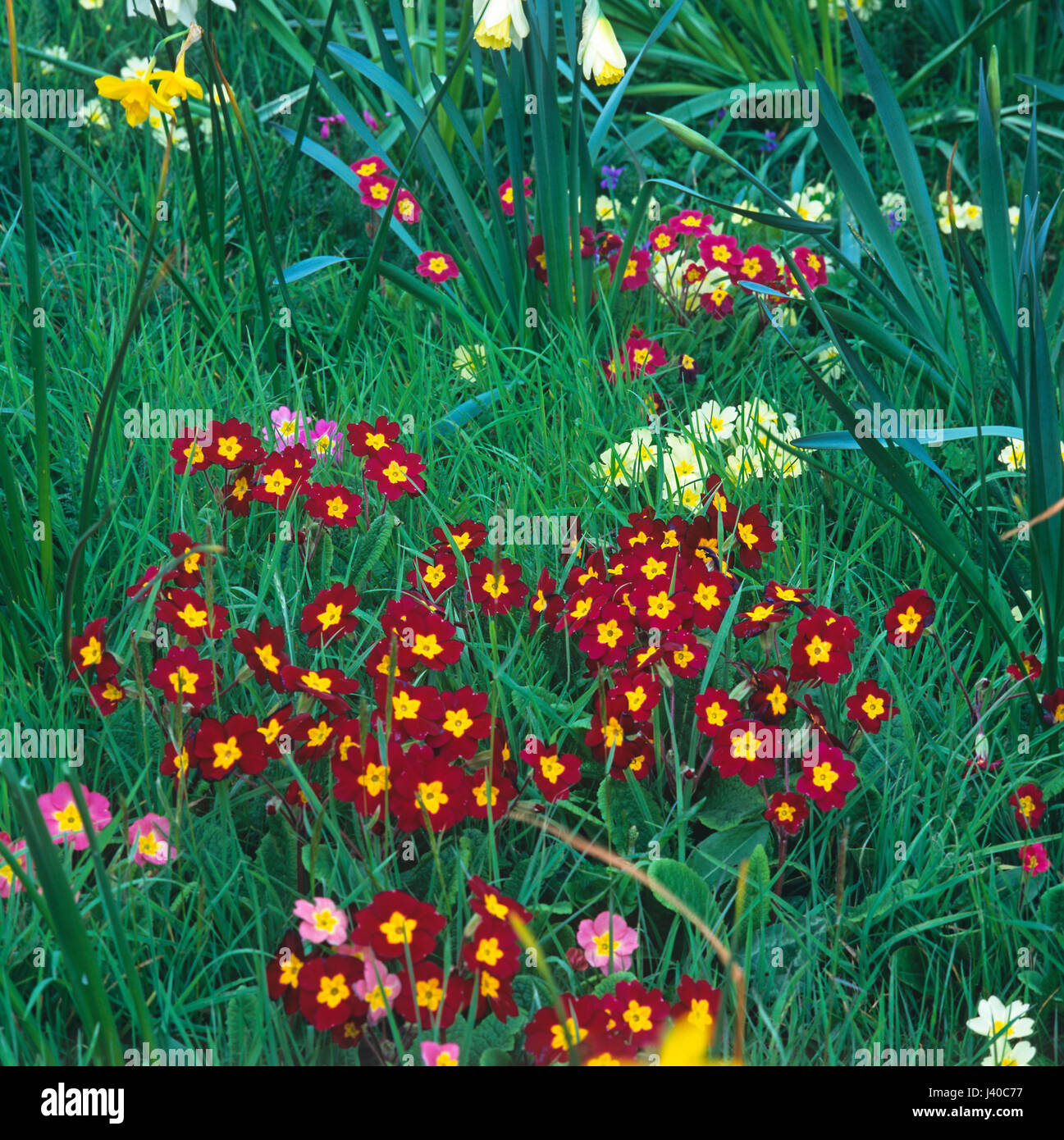 Natürliche Pflanzen von Primeln in einem Landschaftsgarten Stockfoto