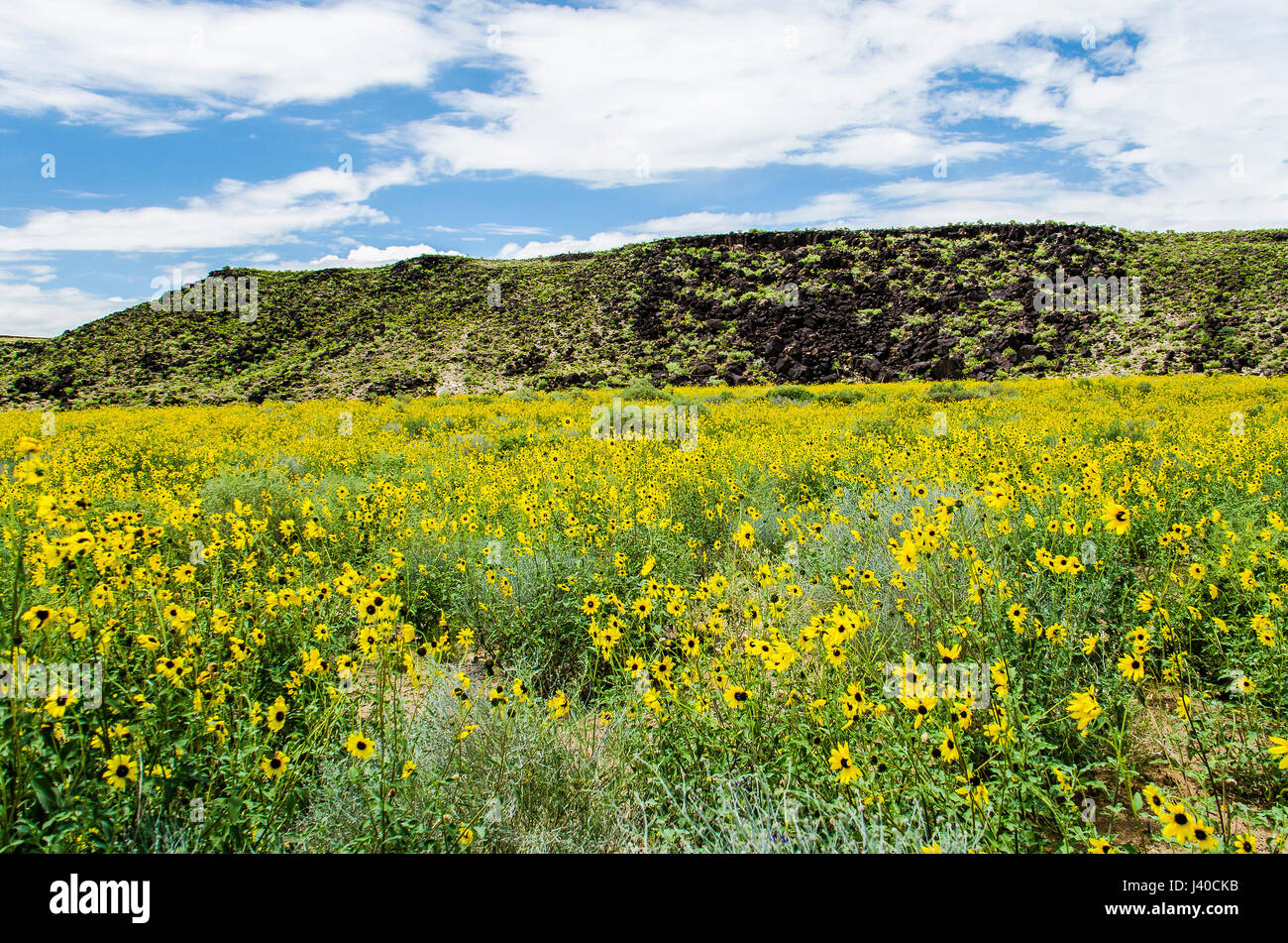 Petroglyph National Monument Park in Albuquerque, New Mexico in den Sommermonaten mit leuchtend gelben Blüten in der Wiese Stockfoto