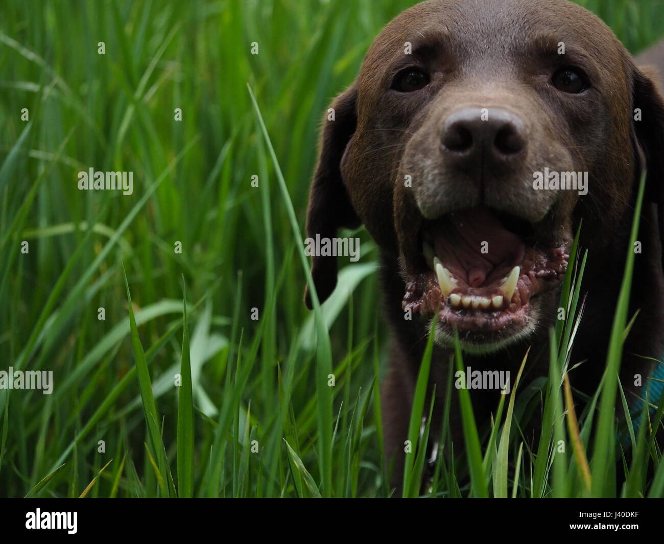 Labrador Retriever Hund spielen Stockfoto