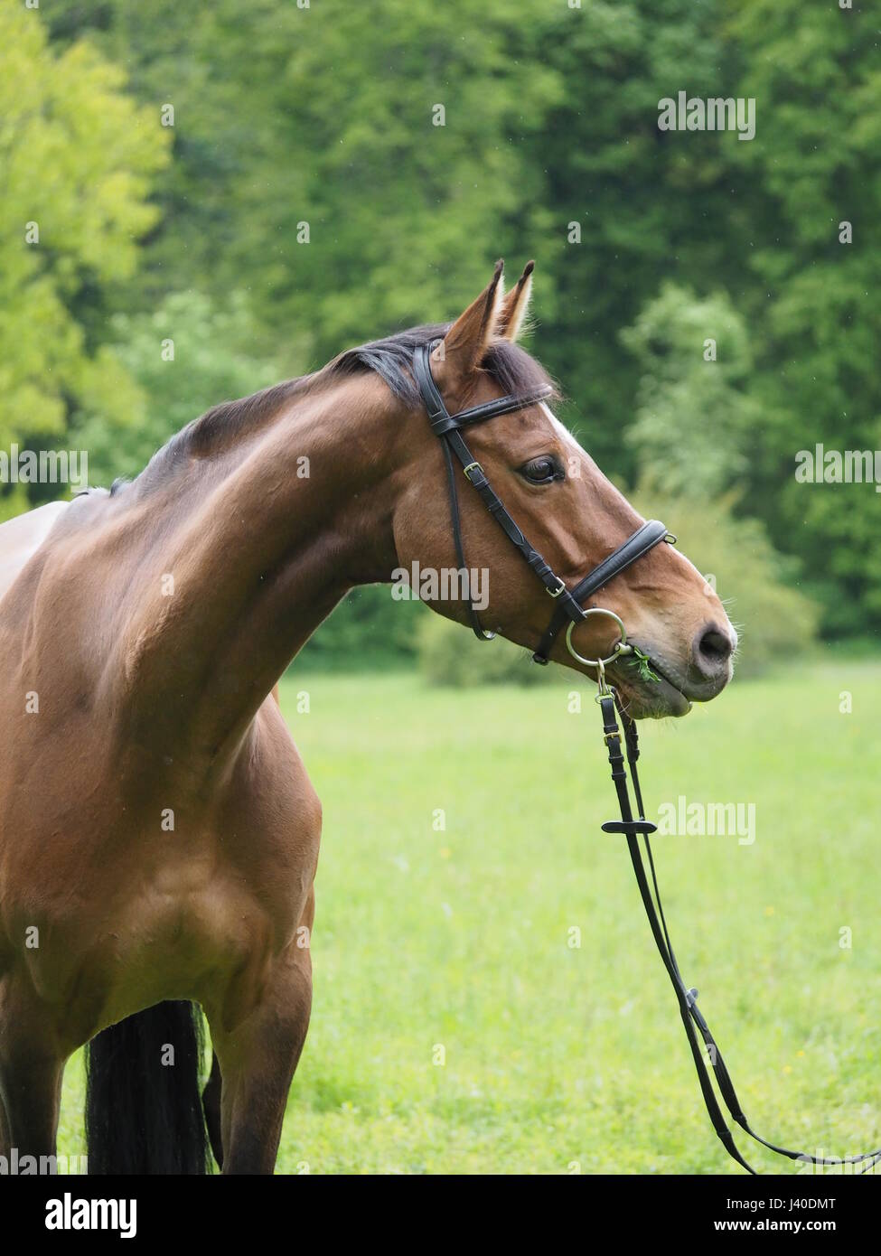 Portrait der schönen braunen Pferd mit Trense in der Natur Stockfoto