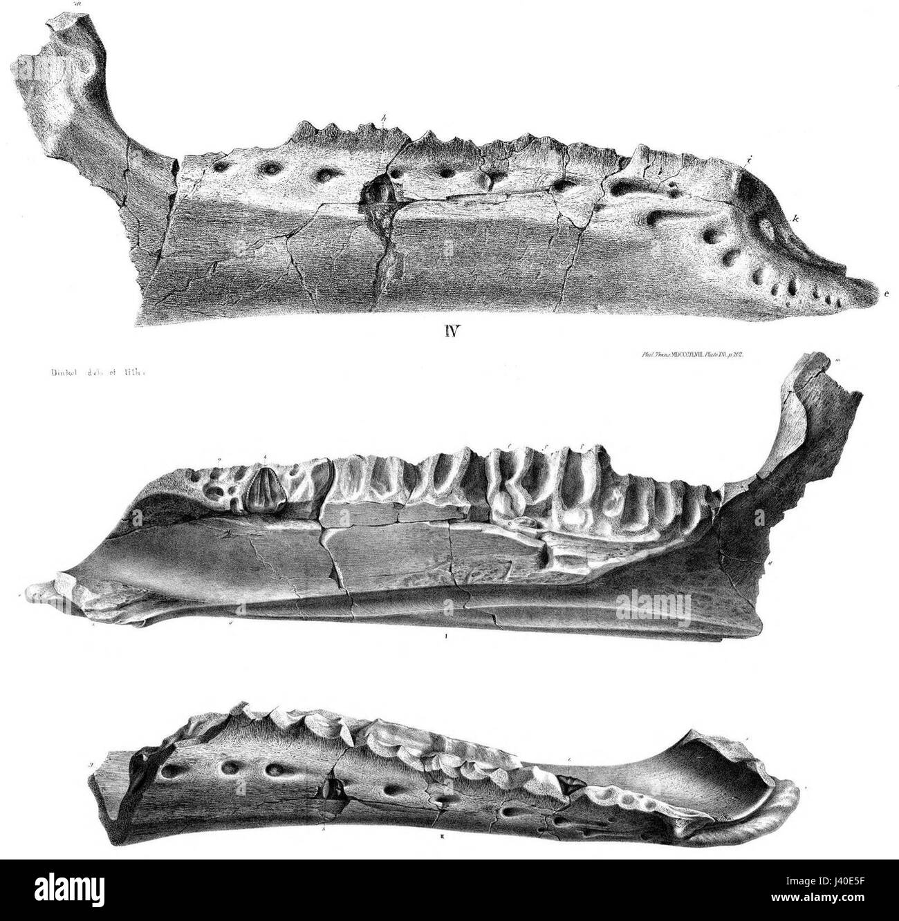 Kukufeldia Holotypus Stockfoto