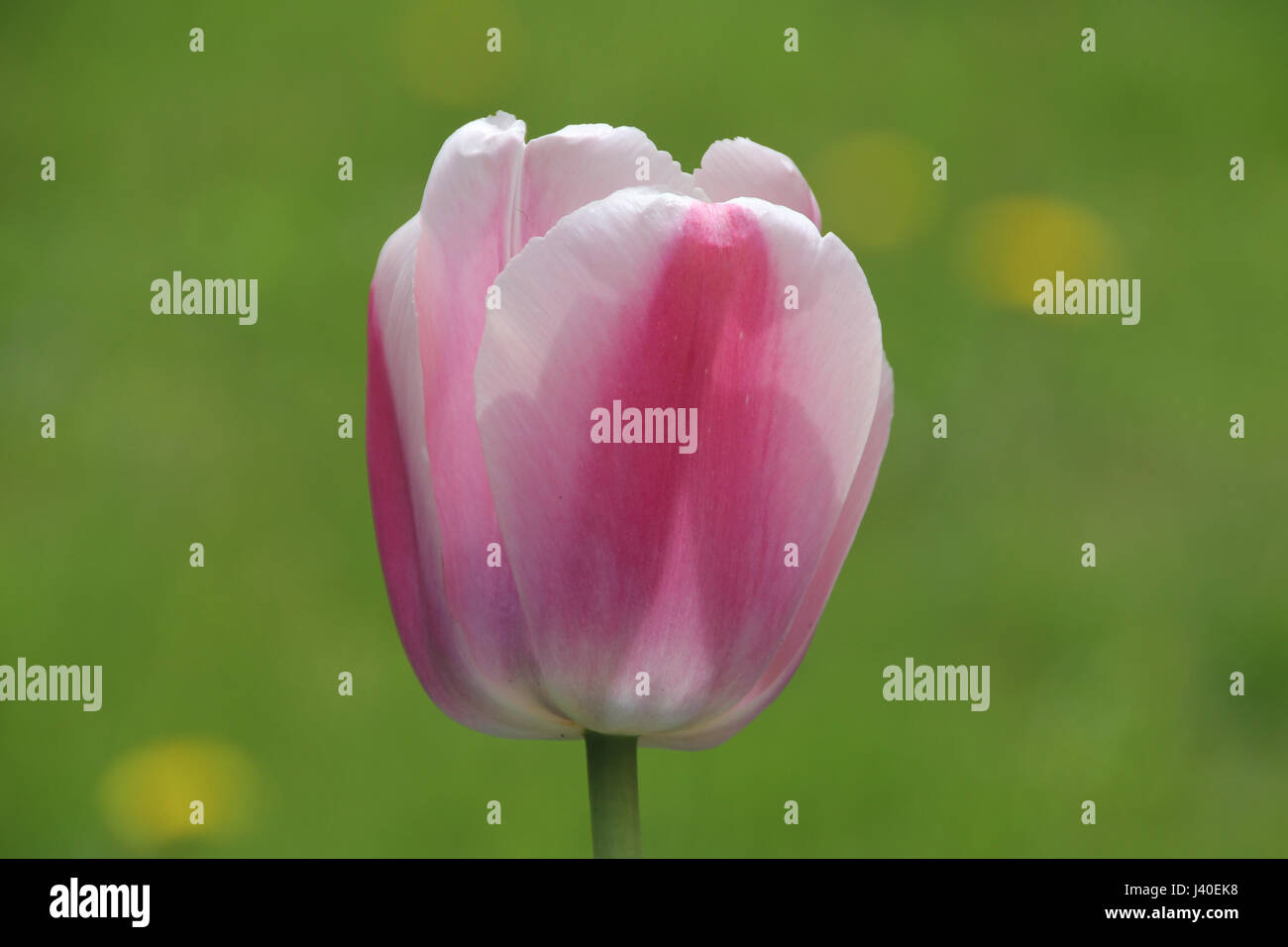 Einzigen rosa und weiße Tulpe vor verschwommenen Hintergrund Stockfoto
