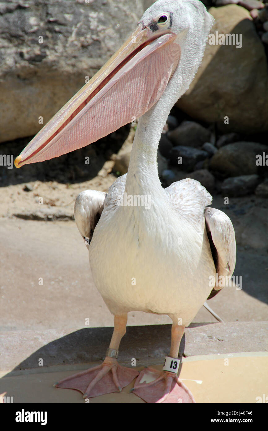 Pelikan Vogel in Gefangenschaft in einem kanadischen Zoo. Stockfoto