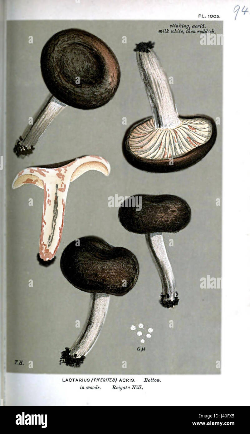 Lactarius acris ist eine Pilzart aus der Familie Russulaceae. Zuerst von Cooke beschrieben, ist es in Wäldern und Wäldern in verschiedenen Regionen zu finden. Diese Art wird an ihrem bitteren Geschmack und ihrem milchigen Latex erkannt, wenn die Kappe geschnitten oder gebrochen wird. Es wird häufig auf seine ökologische Rolle bei der Zersetzung organischer Materie in Waldökosystemen untersucht. Stockfoto