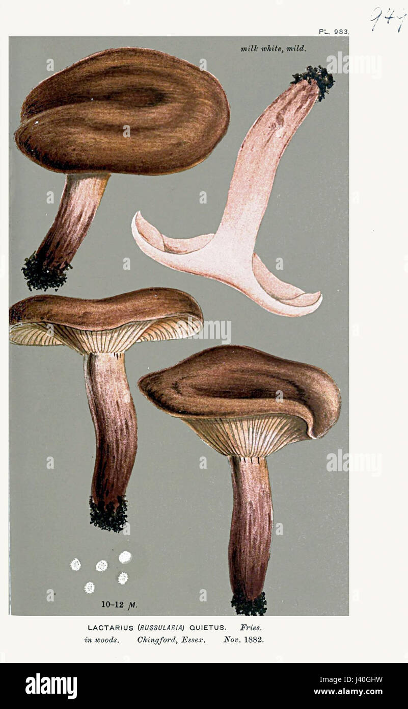 Lactarius quietus ist eine von Cooke identifizierte Pilzart. Sie gehört zur Gattung Lactarius, die typischerweise in Wäldern vorkommt und für ihre besonderen Merkmale und Merkmale bekannt ist. Stockfoto
