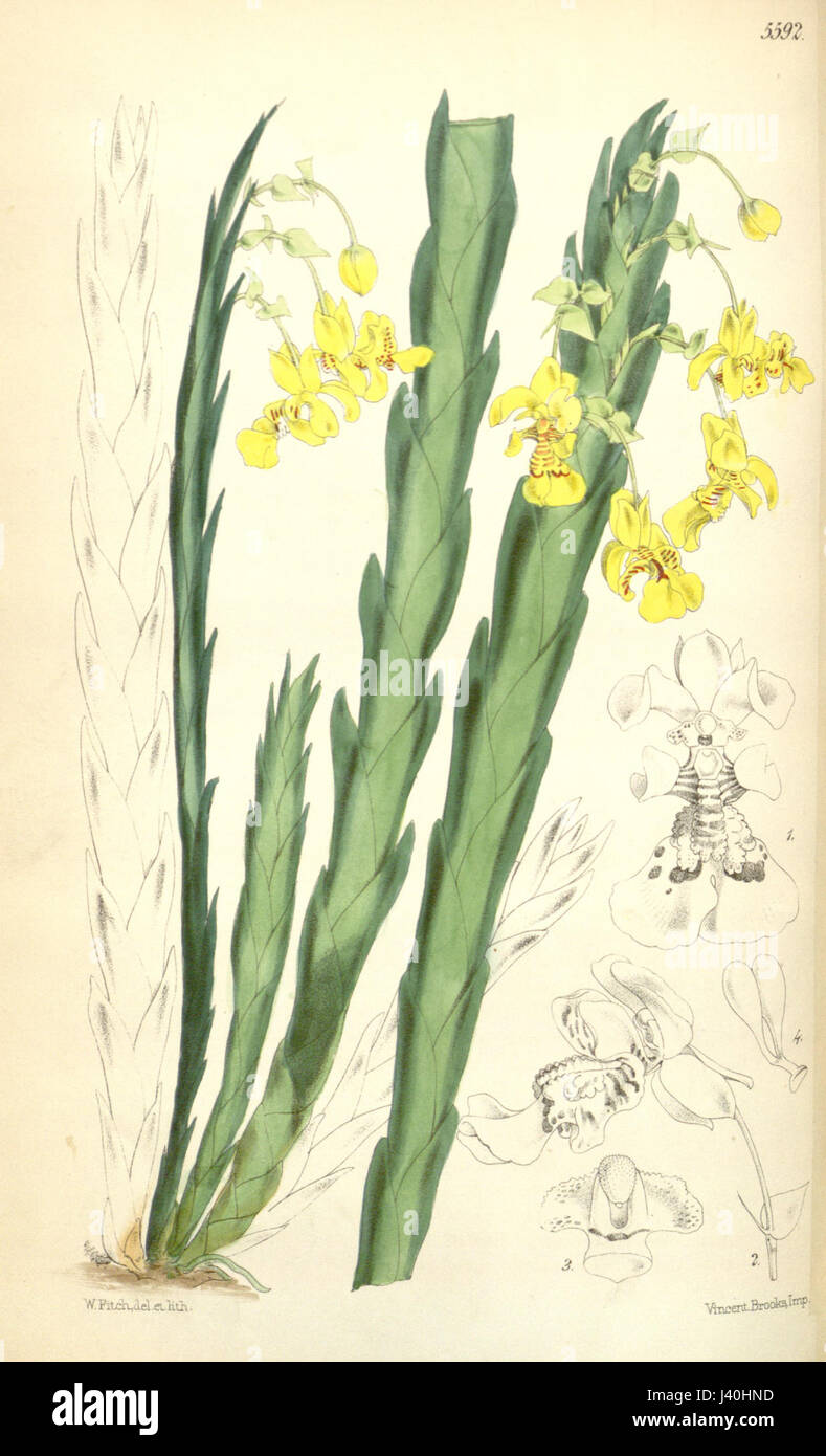 Lockhartia Oerstedii (als Fernandezia Robusta) Curtis' 92 (ser. 3 Nr. 22) pl. 5592 (1866) Stockfoto