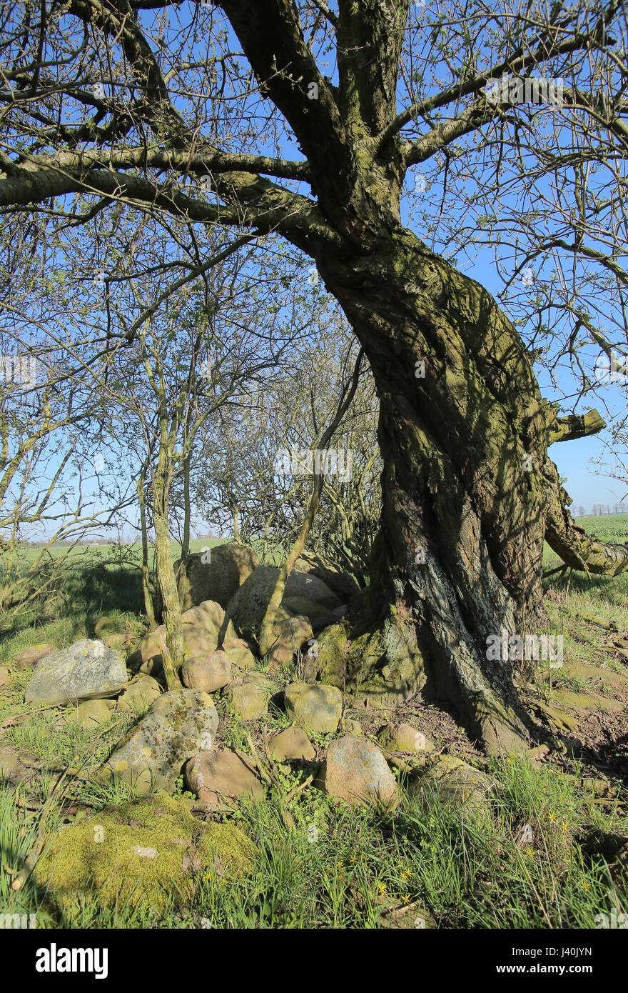 Zerstörten megalithischen Grab in der Nähe von Brutto Zastrow in Deutschland. Stockfoto