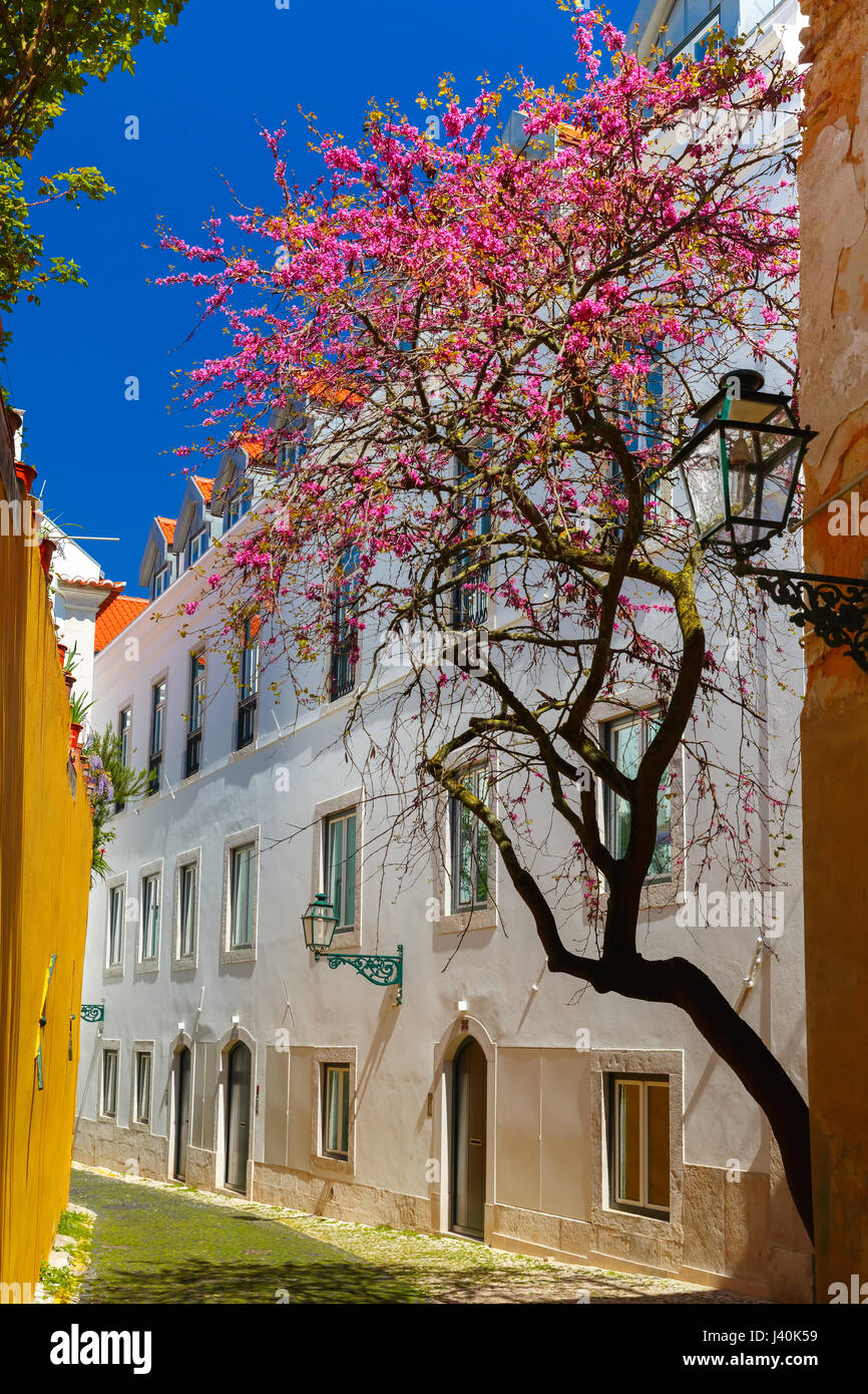 Frühling typische Straße Lissabon, Portugal Stockfoto