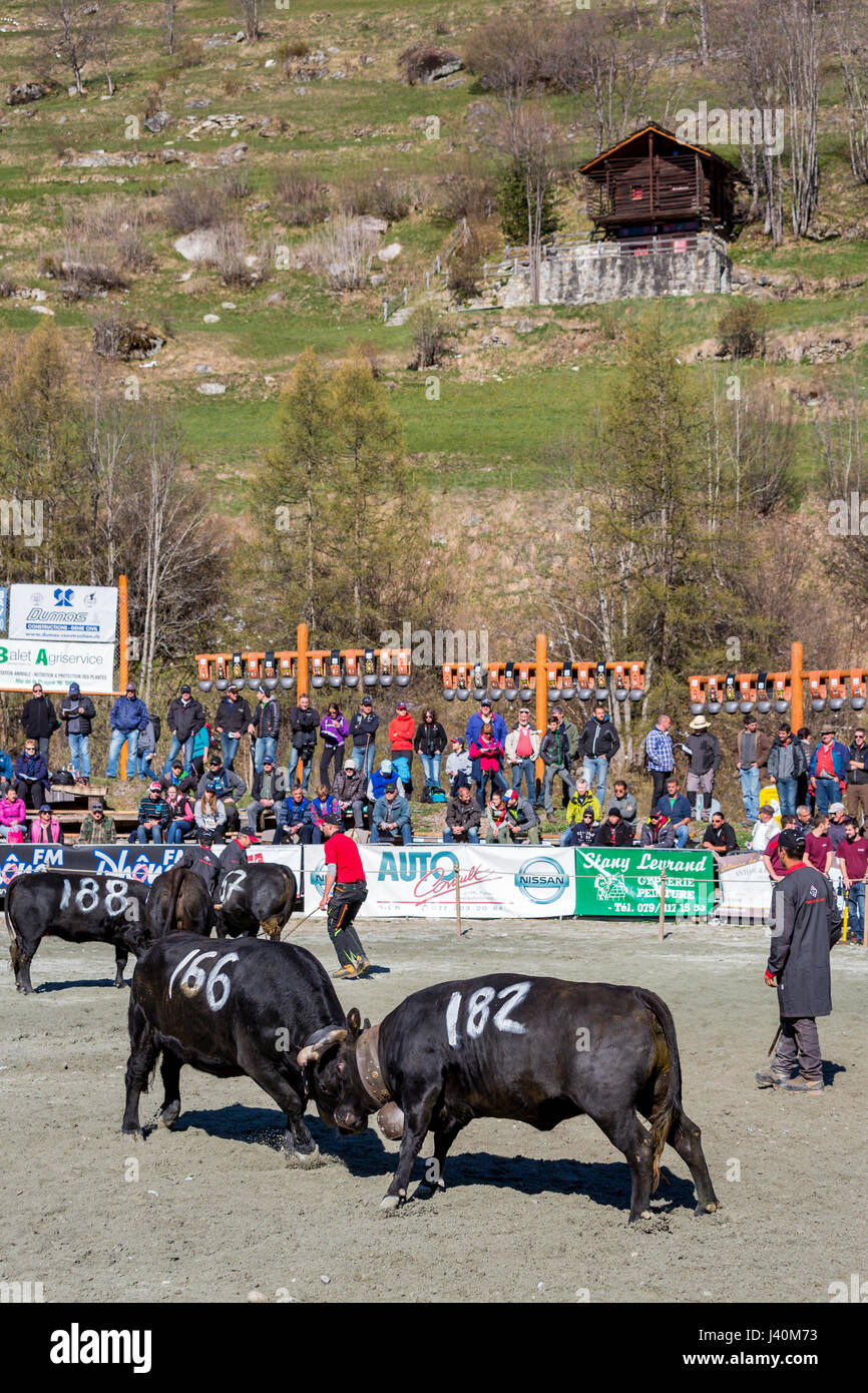 Menschen beobachten Eringer Kühe sperren Hörner während einer Kuh Kampf, Tradition, Erbe aus dem Wallis, Les Haudères, Schweiz Stockfoto