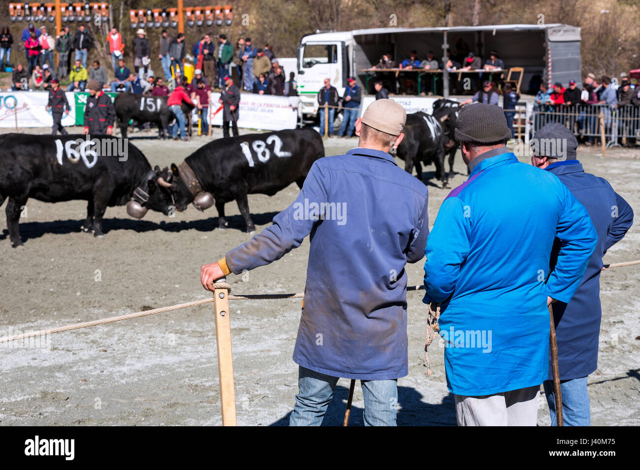 Landwirte, die gerade ihre Eringer Kühe sperren Hörner während einer Kuh Kampf, Tradition, Erbe aus dem Wallis, Les Haudères, Schweiz Stockfoto