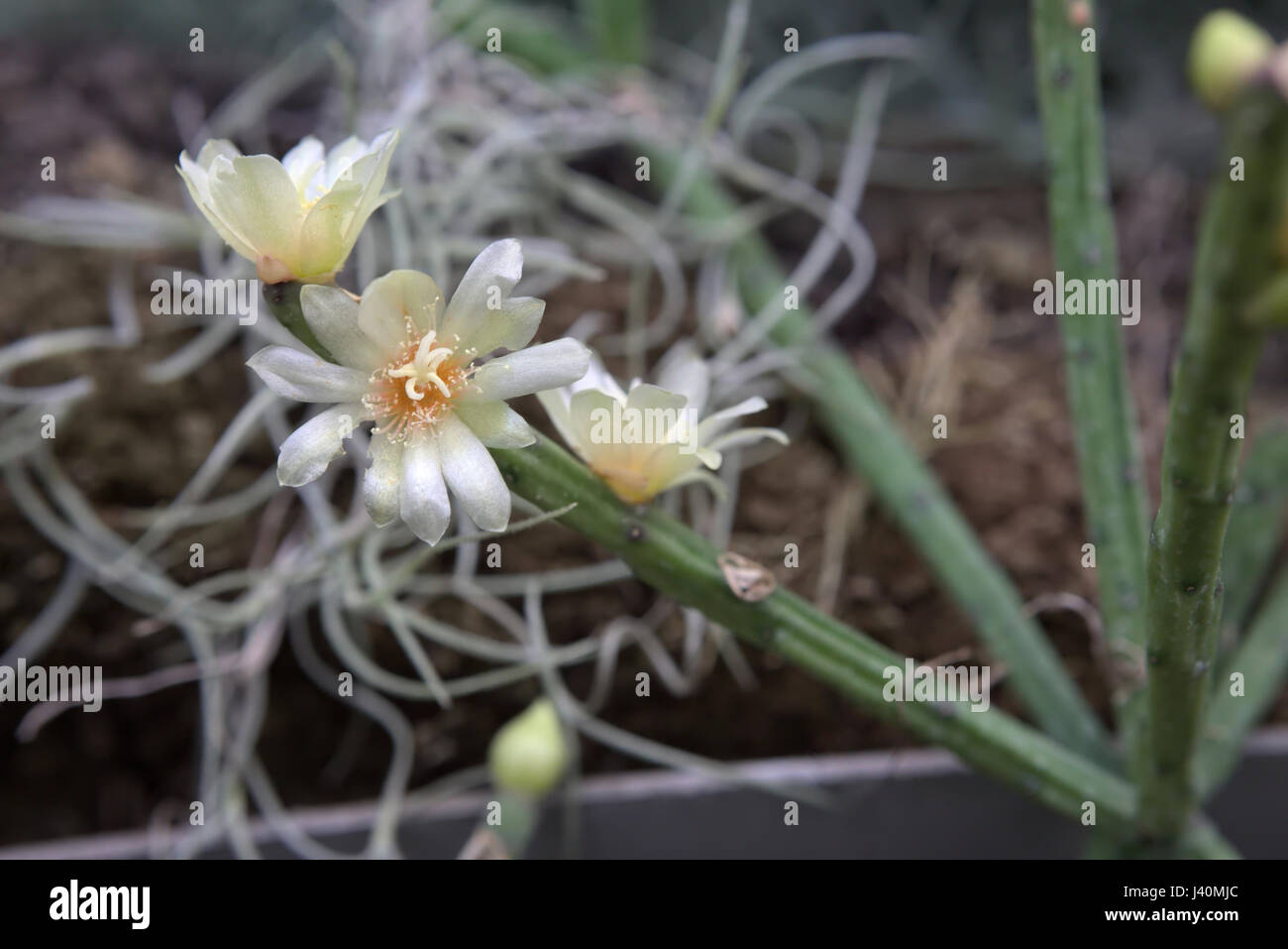 Kaktus mistel -Fotos und -Bildmaterial in hoher Auflsung  Alamy