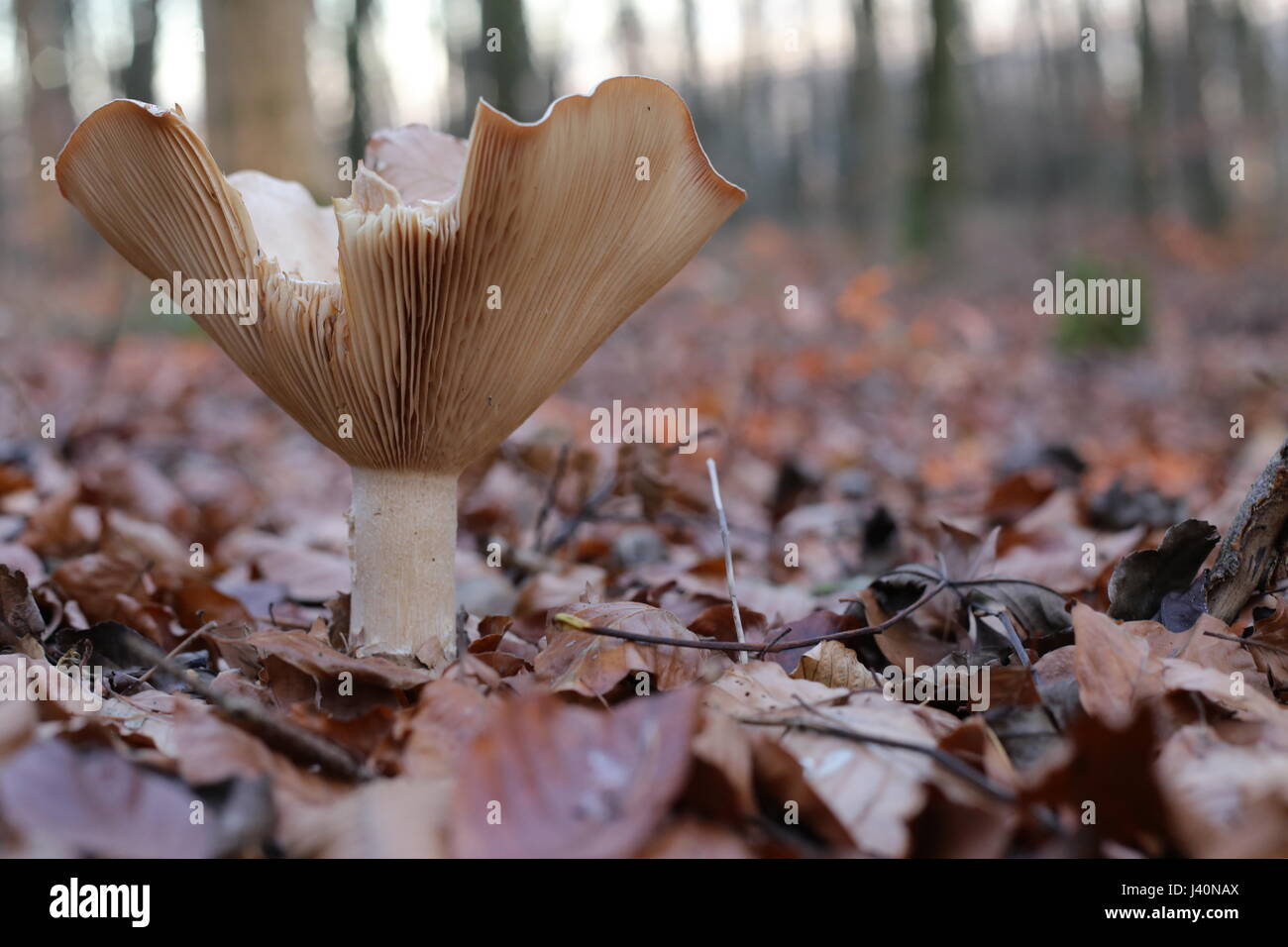 Infundibulicybe Geotropa, auch bekannt als die trooping Trichter. Stockfoto