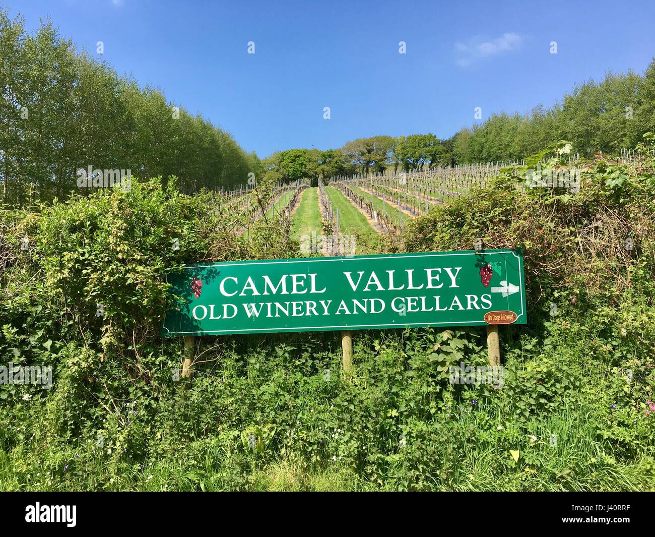 Camel Valley Wine Stockfoto
