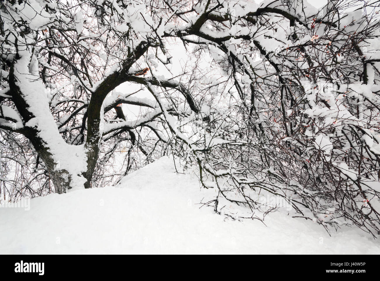 Abnorme Naturphänomen. Schnee, Frost, Frost im späten Frühjahr während der Blüte der Bäume. Die Niederlassung von einer blühenden Aprikose unter dem Schnee, die d Stockfoto