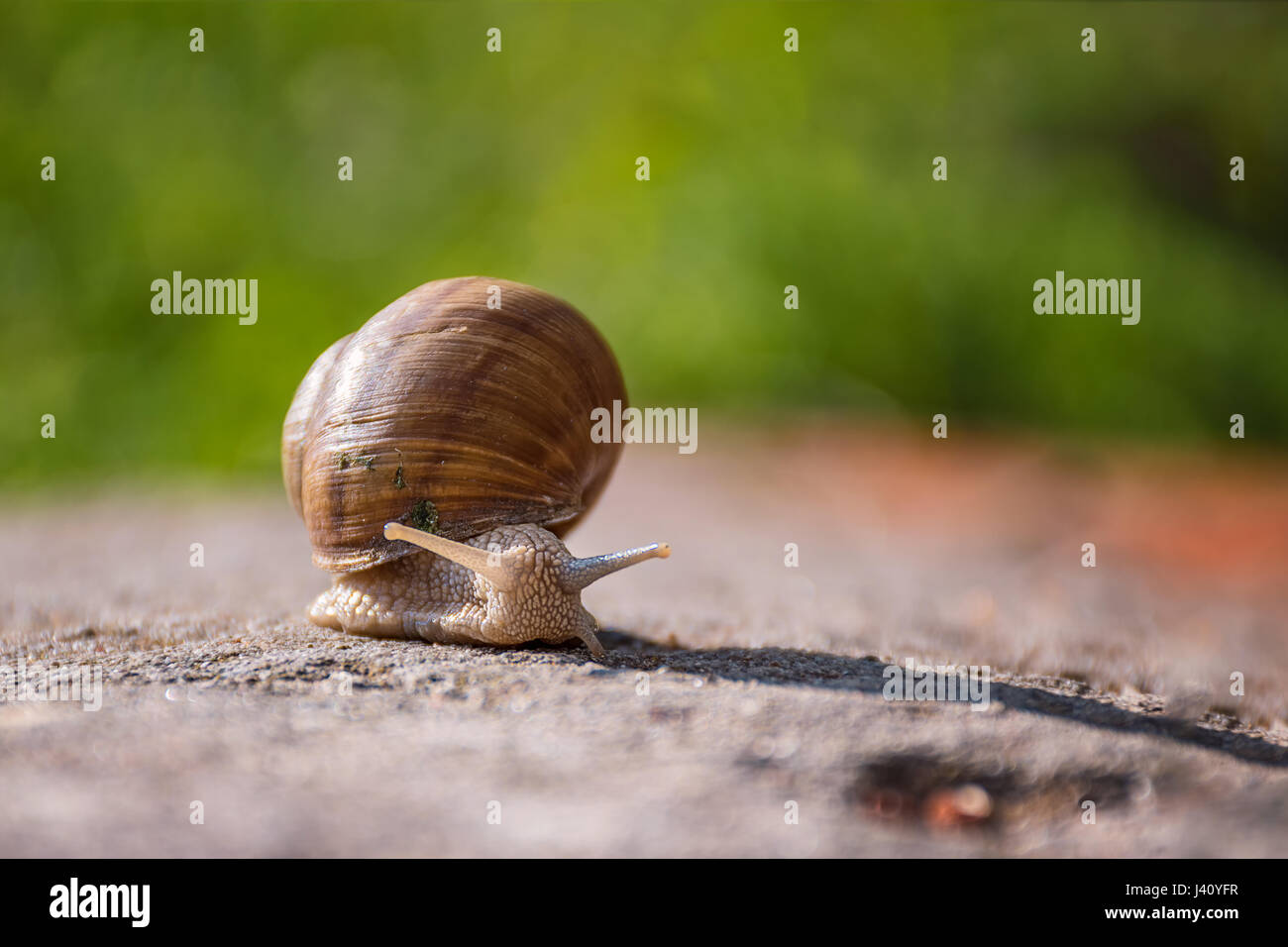 Schnecke bewegt sich langsam auf dem Felsen auf der grünen Wiese Stockfoto