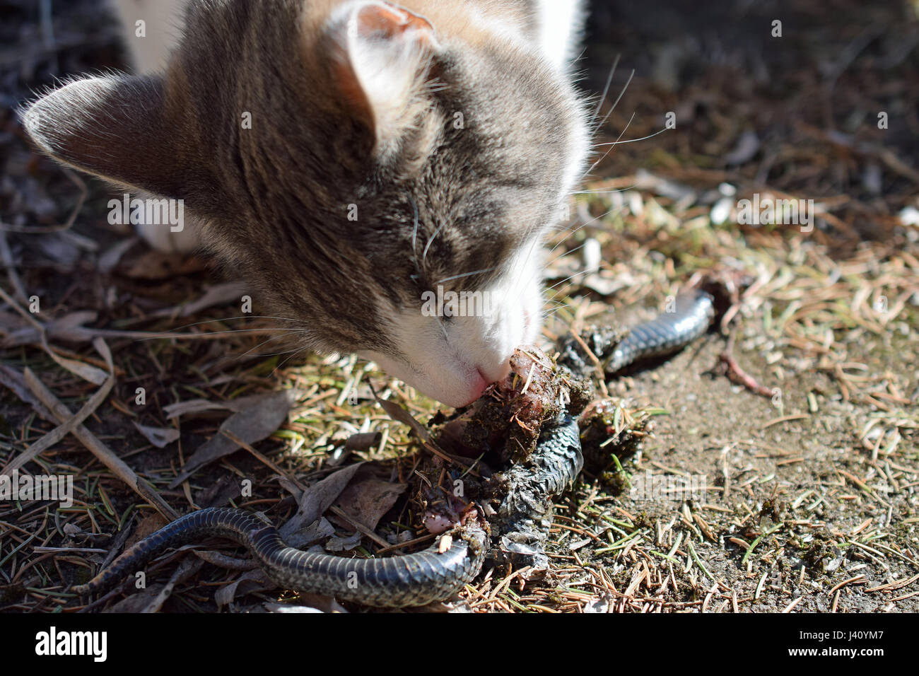 Katze essen Addierer Schlange im Garten. Stockfoto