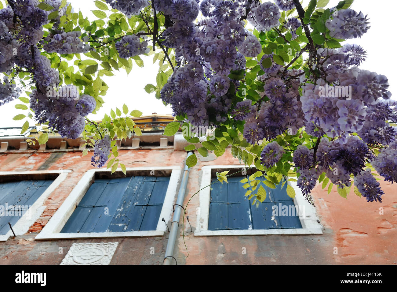 Venedig im Frhling. Lila Wisteria wchst ber einen Palazzo Tr, Castello,  Venedig, Venetien, Italien mit blhen auf den Bumen in Giardini Pubblici  ber einen Stockfotografie - Alamy