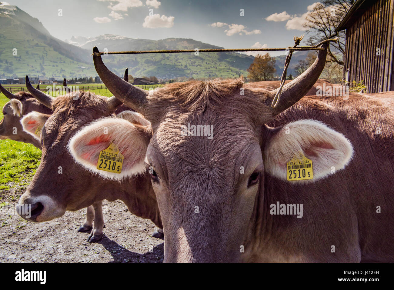 Braunvieh (Deutsch, "braune Rinder") auch bekannt als Schwyzer oder Braunvieh Kühe mit Hörnern auf einem Bauernhof im Schweizer Kanton Appenzell Innerhodden, Stockfoto