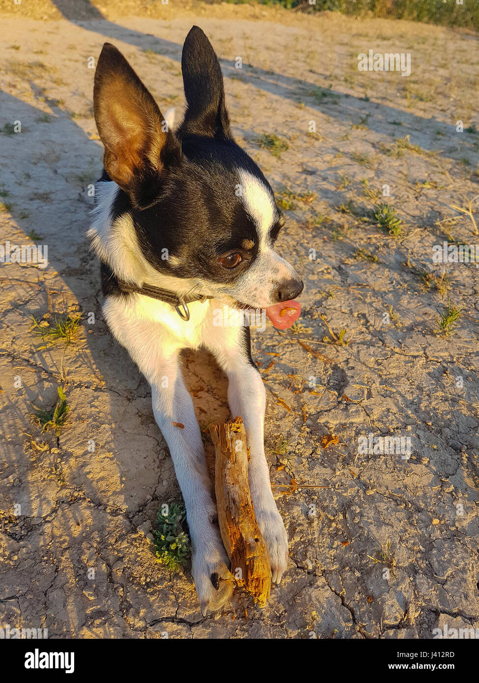 Chihuahua Welpen beißen einen Stick bei Sonnenuntergang Stockfoto