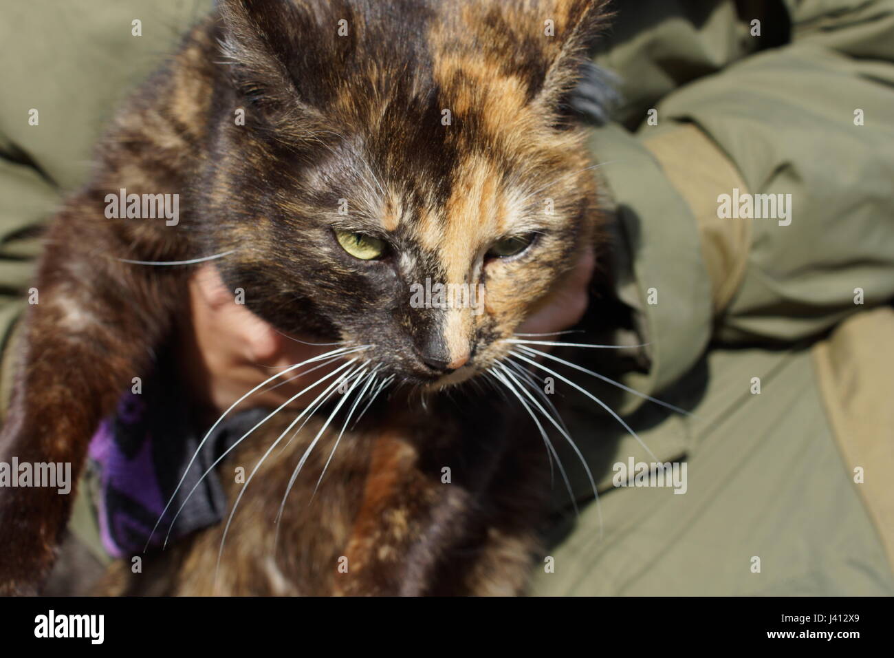 Katze schwarz braun Stockfotografie - Alamy