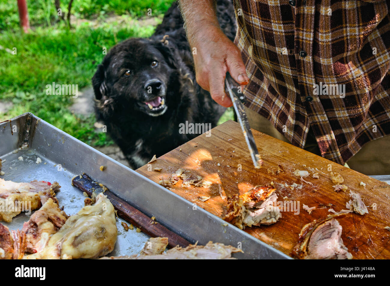 Hund ruhig hinter ihrem Rücken sieht mit Ihrem Chef, während gebratenes Fleisch schneidet. Stockfoto