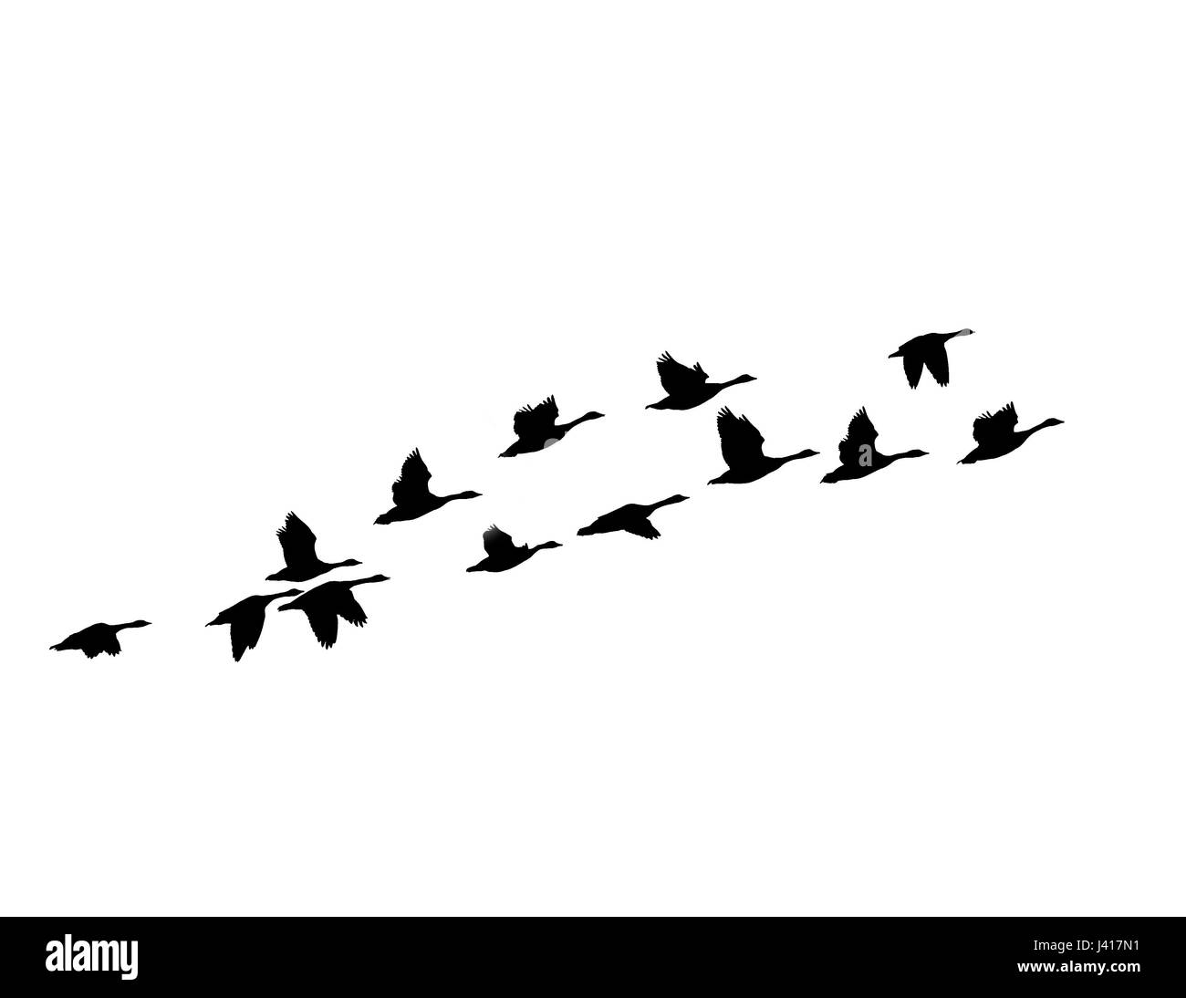 Herde von Goose Stockfoto