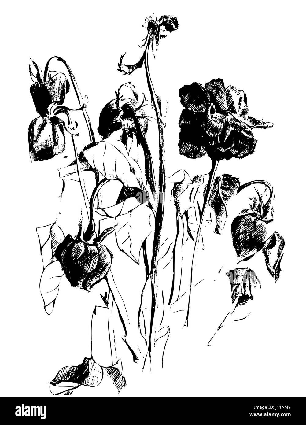 Schwarz / weiß Bild von Toten getrockneten Blüten und Knospen Stock Vektor