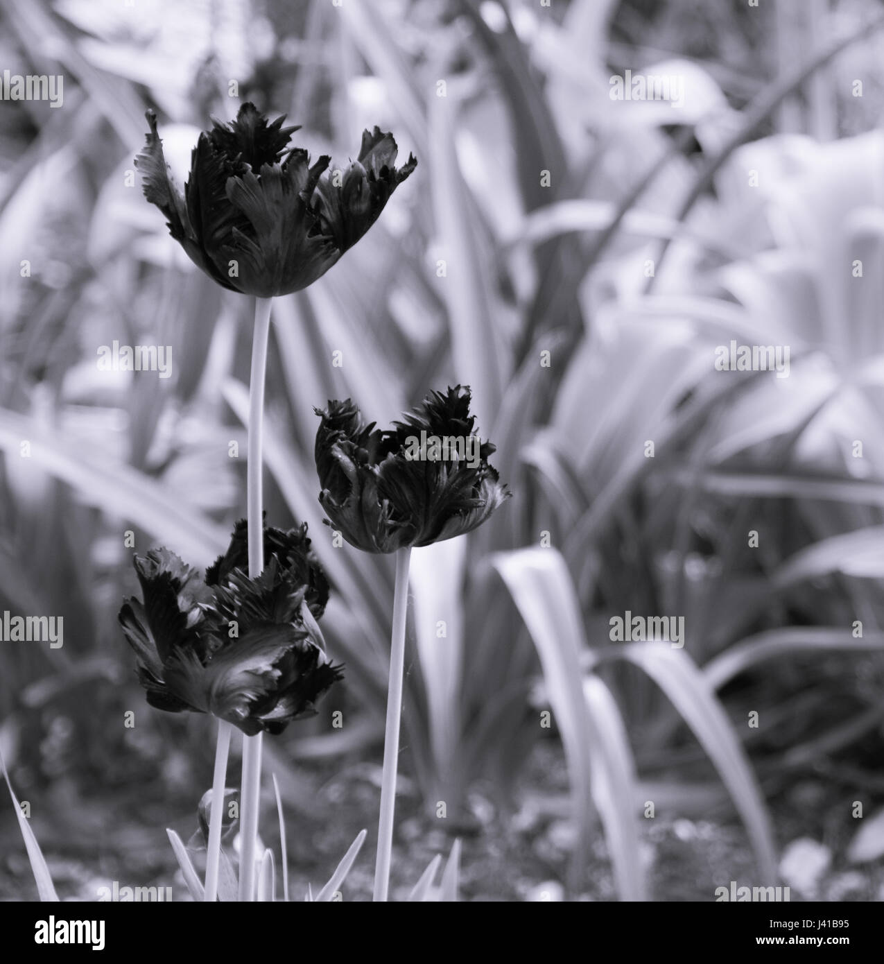 Zerzauste Tulpen in Monochrom Stockfoto