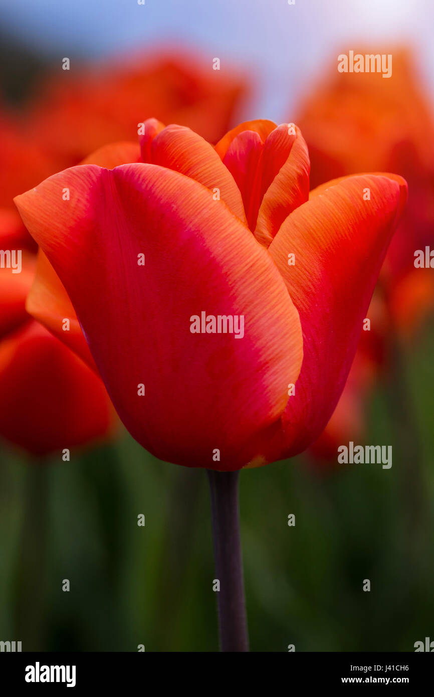 Orange Perfektion, Ravel nach Holland Mitte April, die Tulpen von ihrer besten Seite zu sehen. Tulpe-Saison dauert von Ende März bis Mitte Mai Stockfoto