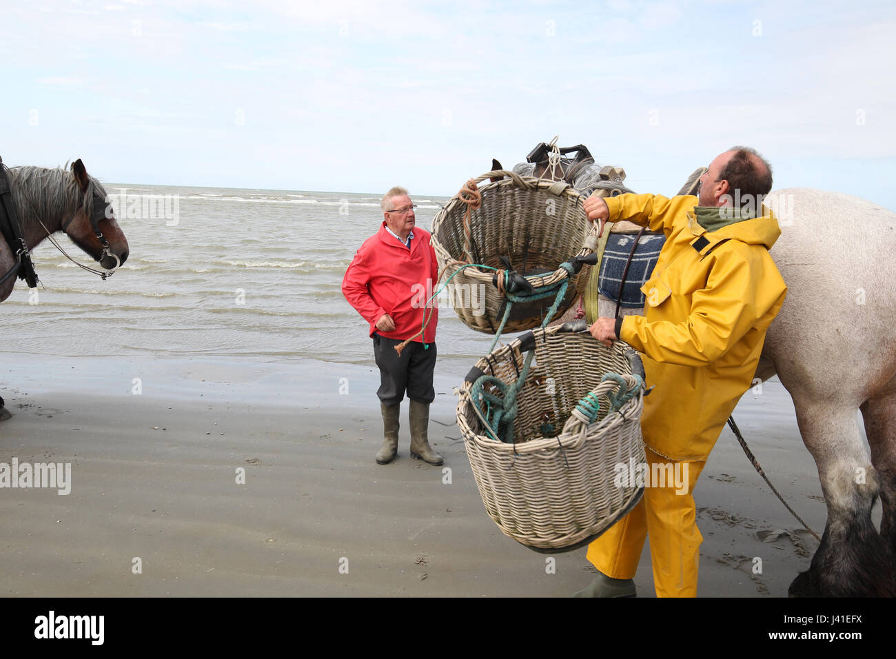 Garnelenfang auf dem Pferderücken ist immer noch in Oostduinkerke, Belgien praktiziert. Stockfoto