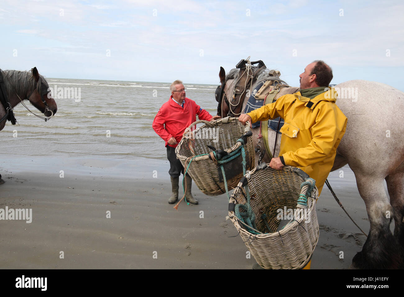 Garnelenfang auf dem Pferderücken ist immer noch in Oostduinkerke, Belgien praktiziert. Stockfoto