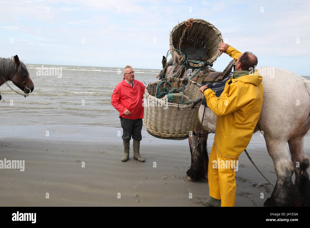 Garnelenfang auf dem Pferderücken ist immer noch in Oostduinkerke, Belgien praktiziert. Stockfoto