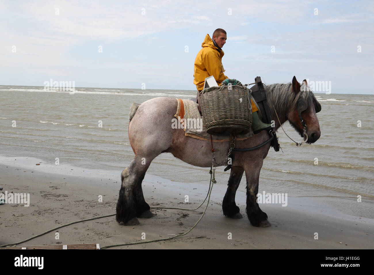 Garnelenfang auf dem Pferderücken ist immer noch in Oostduinkerke, Belgien praktiziert. Stockfoto