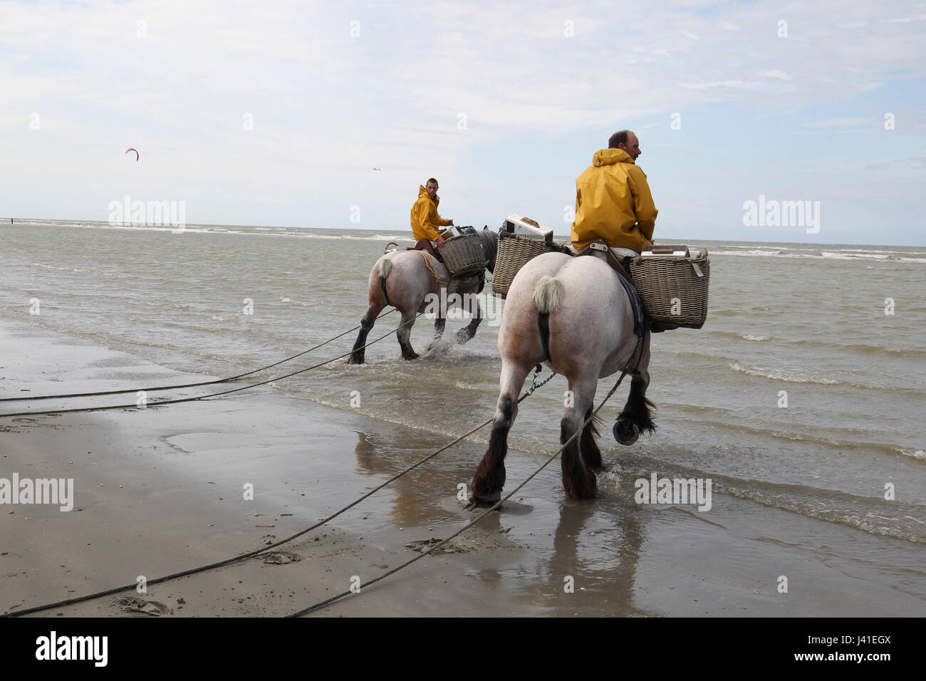 Garnelenfang auf dem Pferderücken ist immer noch in Oostduinkerke, Belgien praktiziert. Stockfoto
