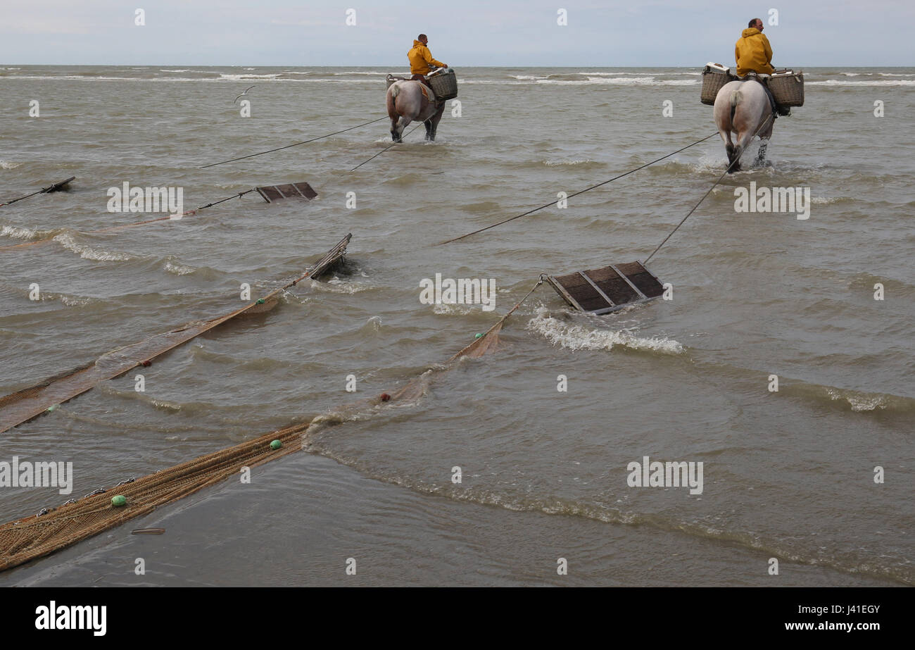 Garnelenfang auf dem Pferderücken ist immer noch in Oostduinkerke, Belgien praktiziert. Stockfoto