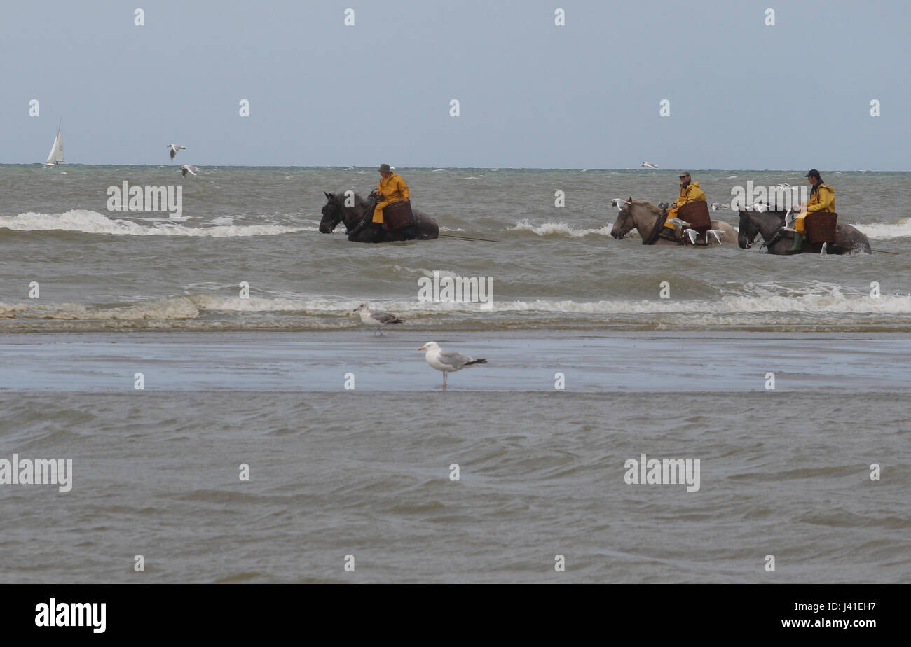 Garnelenfang auf dem Pferderücken ist immer noch in Oostduinkerke, Belgien praktiziert. Stockfoto