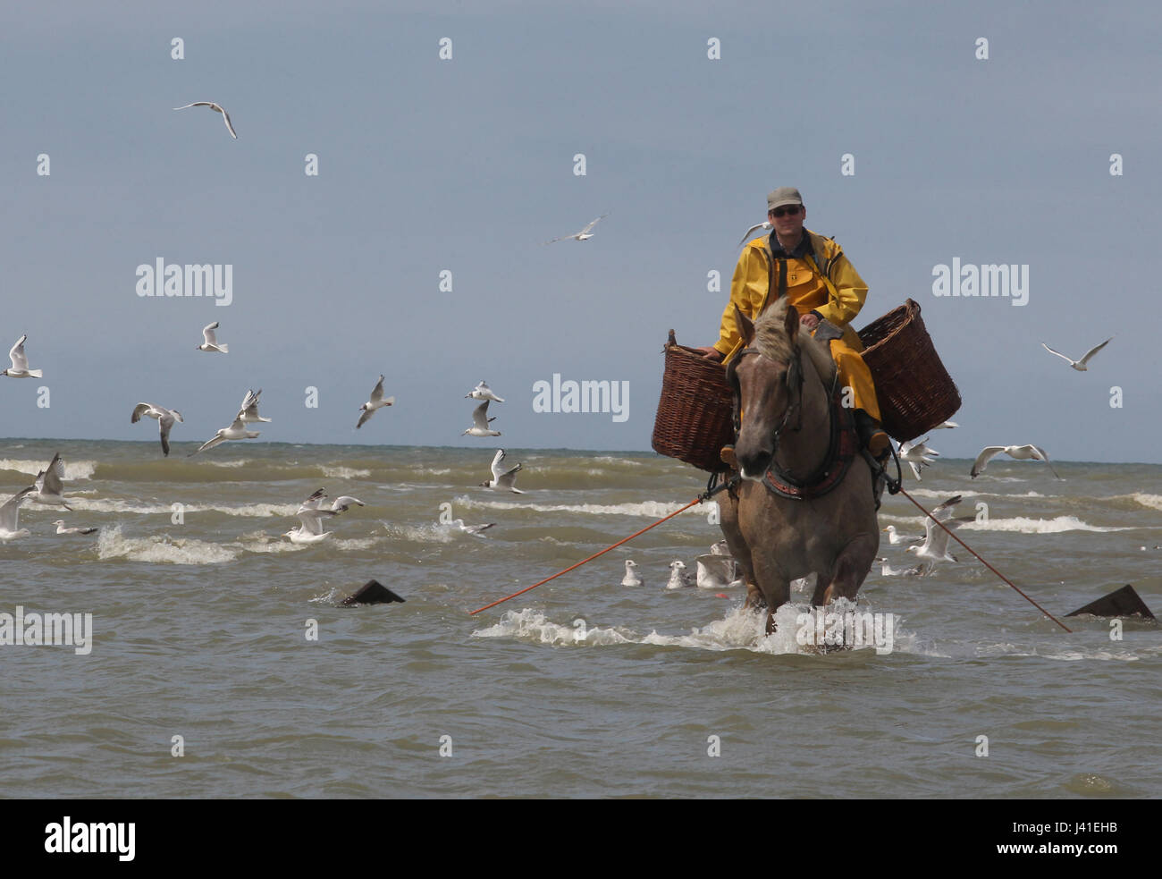 Garnelenfang auf dem Pferderücken ist immer noch in Oostduinkerke, Belgien praktiziert. Stockfoto