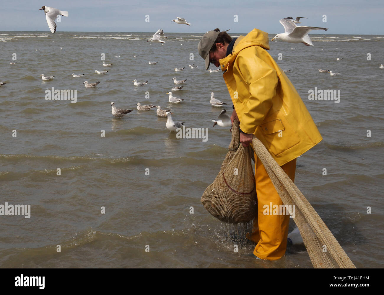 Garnelenfang auf dem Pferderücken ist immer noch in Oostduinkerke, Belgien praktiziert. Stockfoto