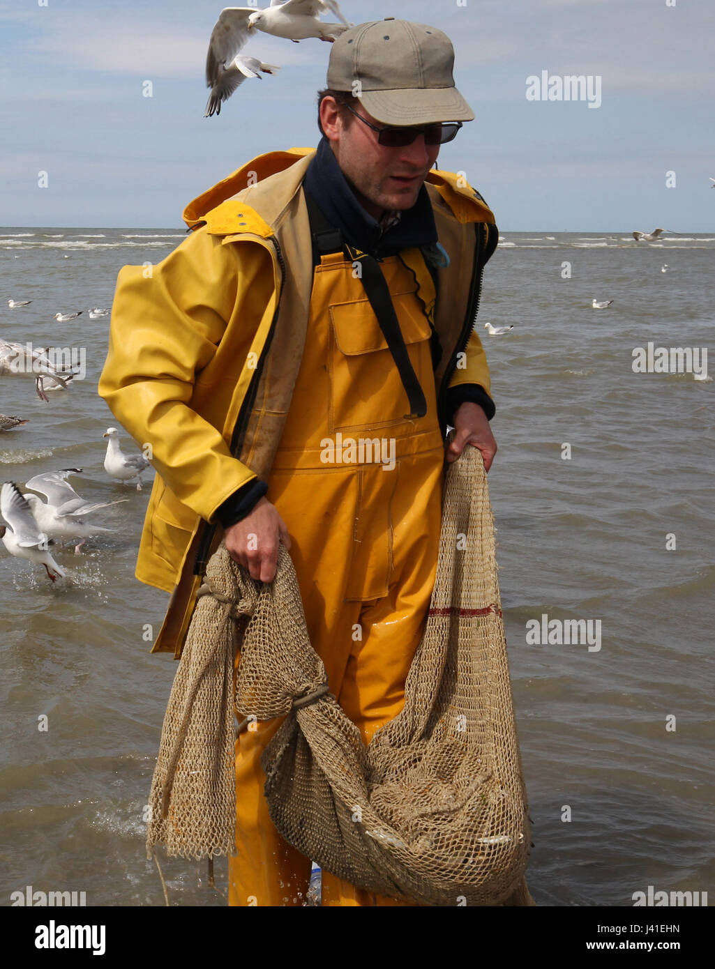 Garnelenfang auf dem Pferderücken ist immer noch in Oostduinkerke, Belgien praktiziert. Stockfoto