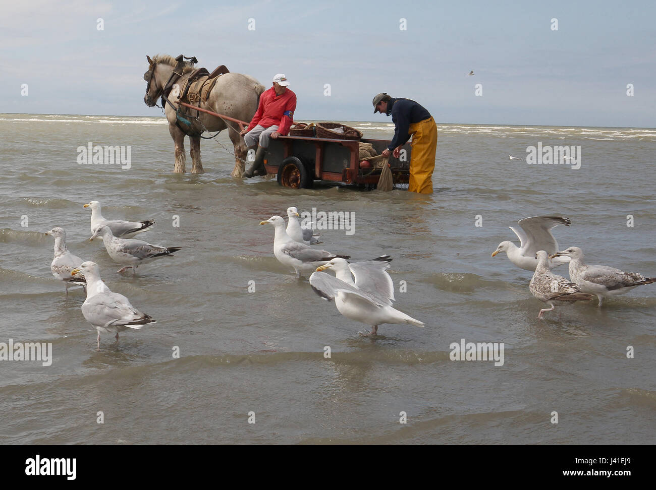Garnelenfang auf dem Pferderücken ist immer noch in Oostduinkerke, Belgien praktiziert. Stockfoto