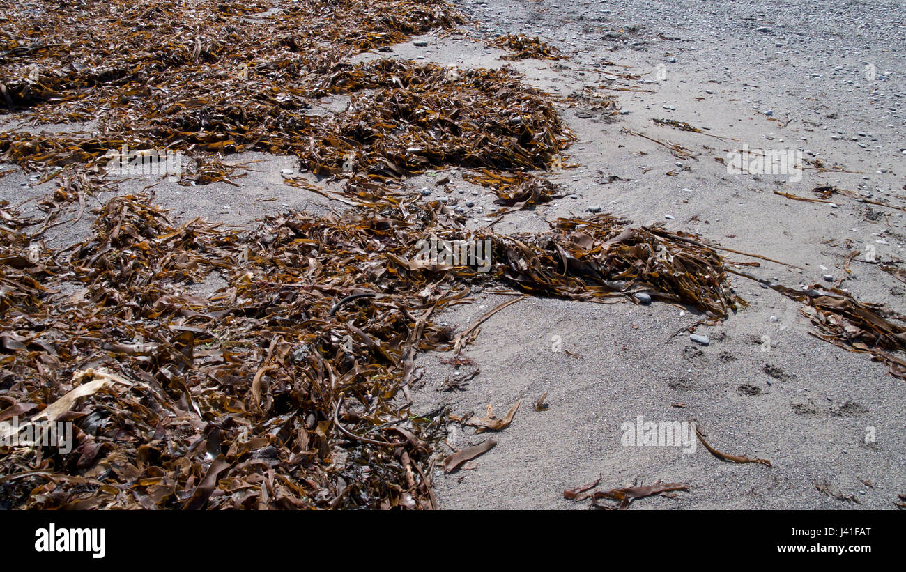 Nach einer großen Flut hinterließ die Algen auf der Strand-Linie. Stockfoto