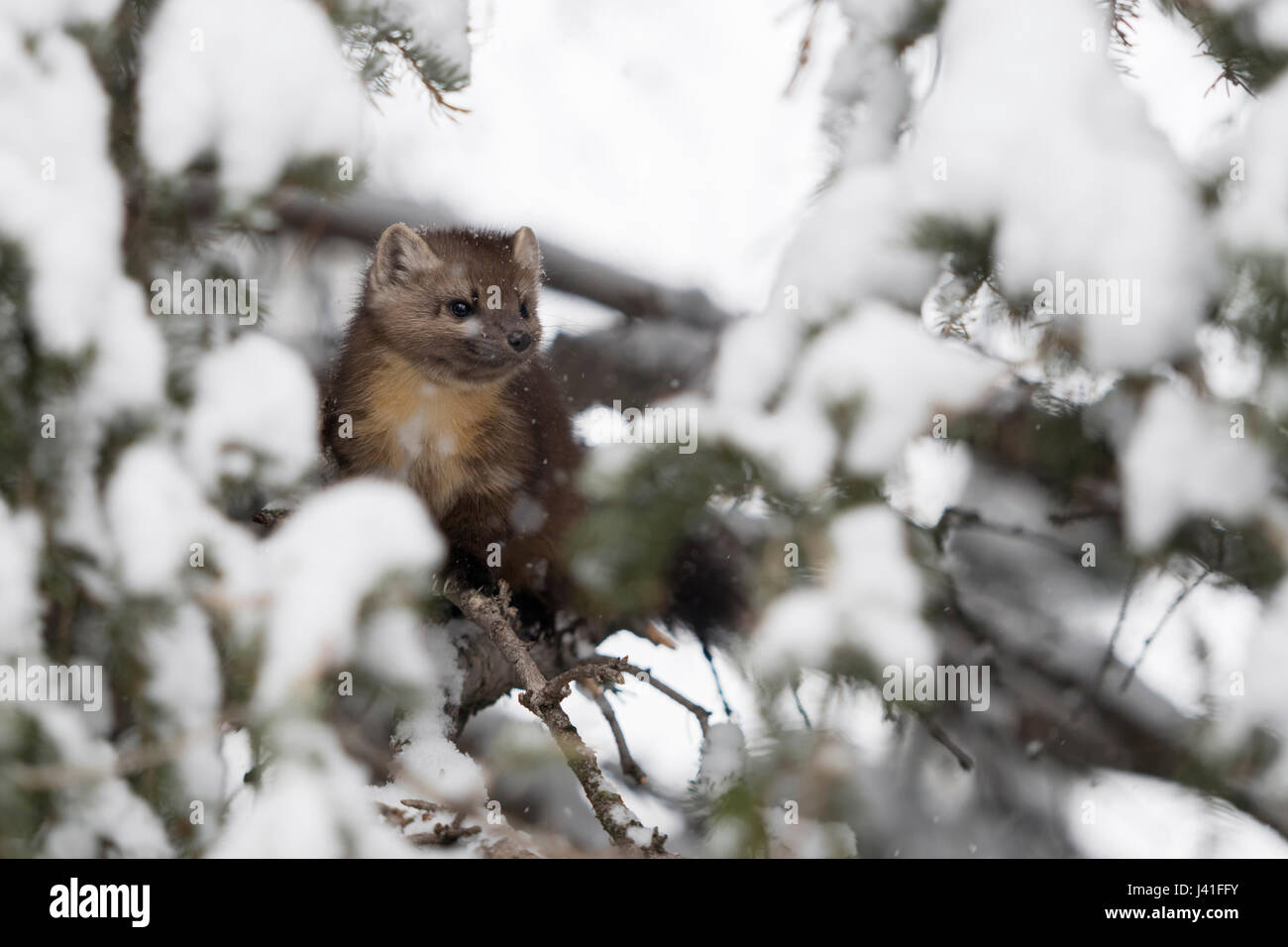 Baummarder (Martes Americana), sitzen im Schnee bedeckt Nadelbaum Baum, beobachten, spähen, verborgen, geheimnisvoll, Yellowstone-Nationalpark, USA. Stockfoto