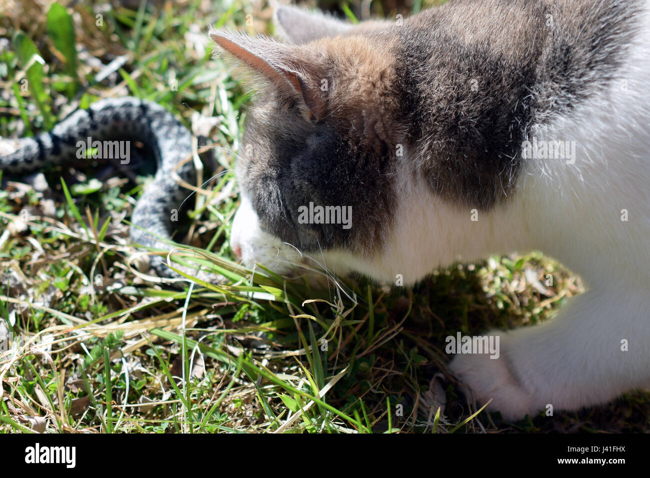 Katzen Sie jagen und töten Schlange Kreuzotter (Vipera Berus) im Garten