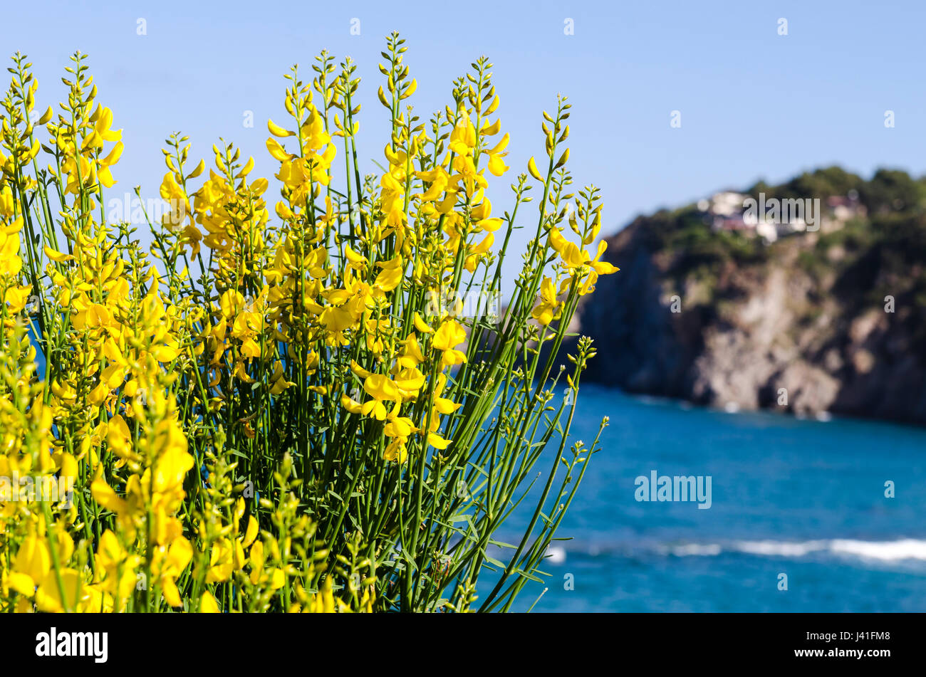 Mediterrane Wildblumen Stockfoto