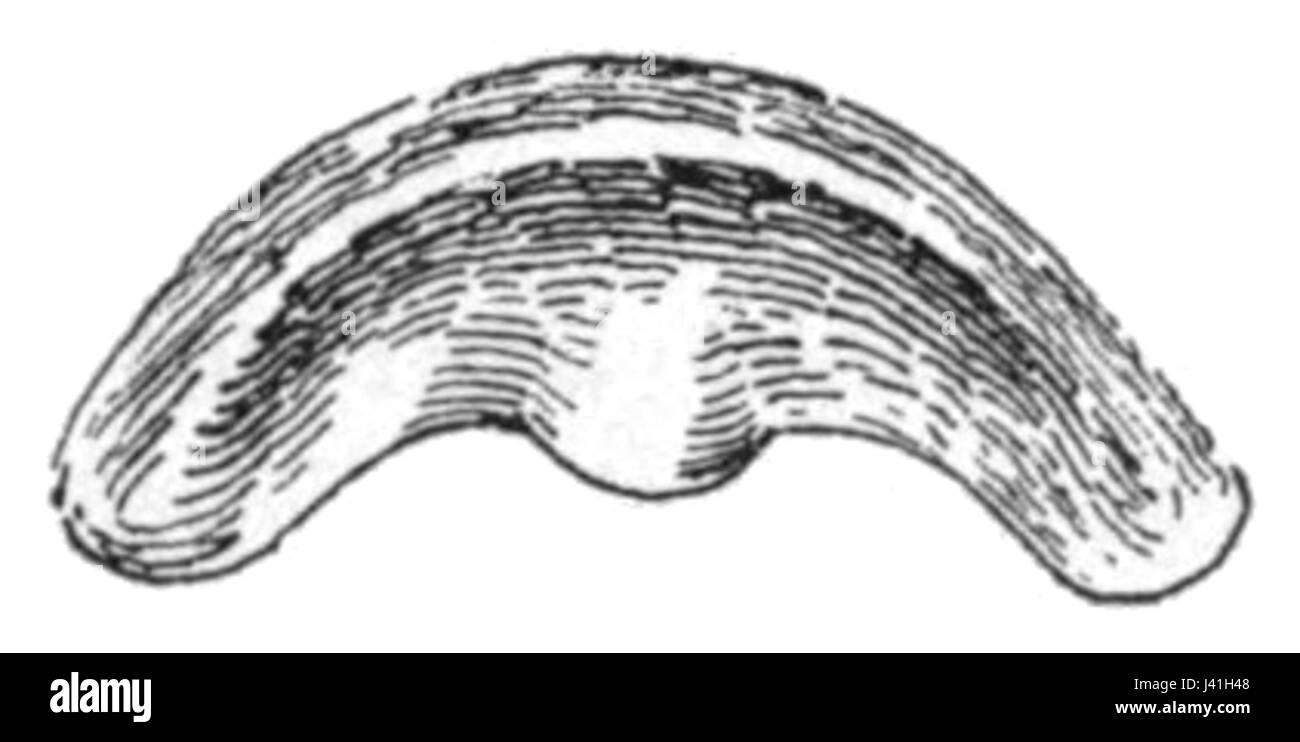 Macrochlamys indica ist eine Art von Landschnecke. Die Kieferreferenz könnte auf ihre anatomischen Merkmale verweisen, die häufig zur Untersuchung ihrer biologischen Struktur verwendet werden. Stockfoto