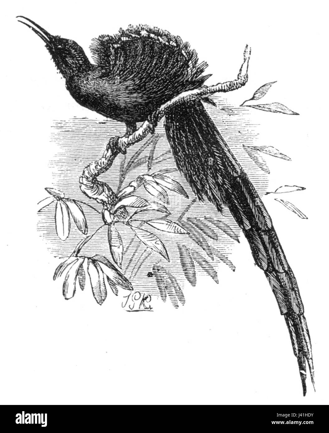 Der Langschwanzvogel des Paradieses, der im malaiischen Archipel gefunden wird, ist bekannt für sein markantes Aussehen mit lebendigen Federn und langen Schwanzfedern. Dieser Vogel ist eine bemerkenswerte Art innerhalb der reichen Artenvielfalt der Region. Stockfoto