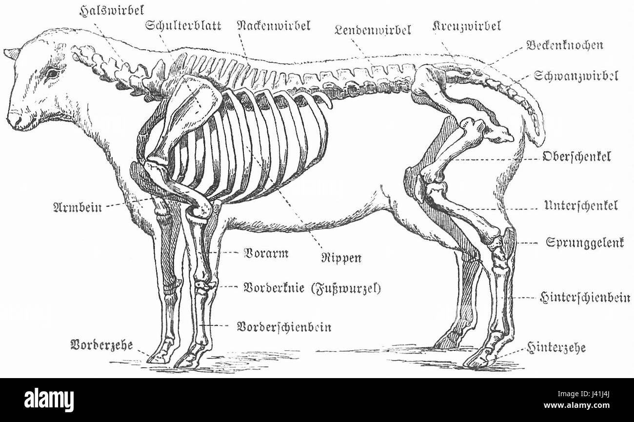 Marco Polo Schaf Anatomie Stockfoto Marco Polo Schaf Anatomie Stockfoto